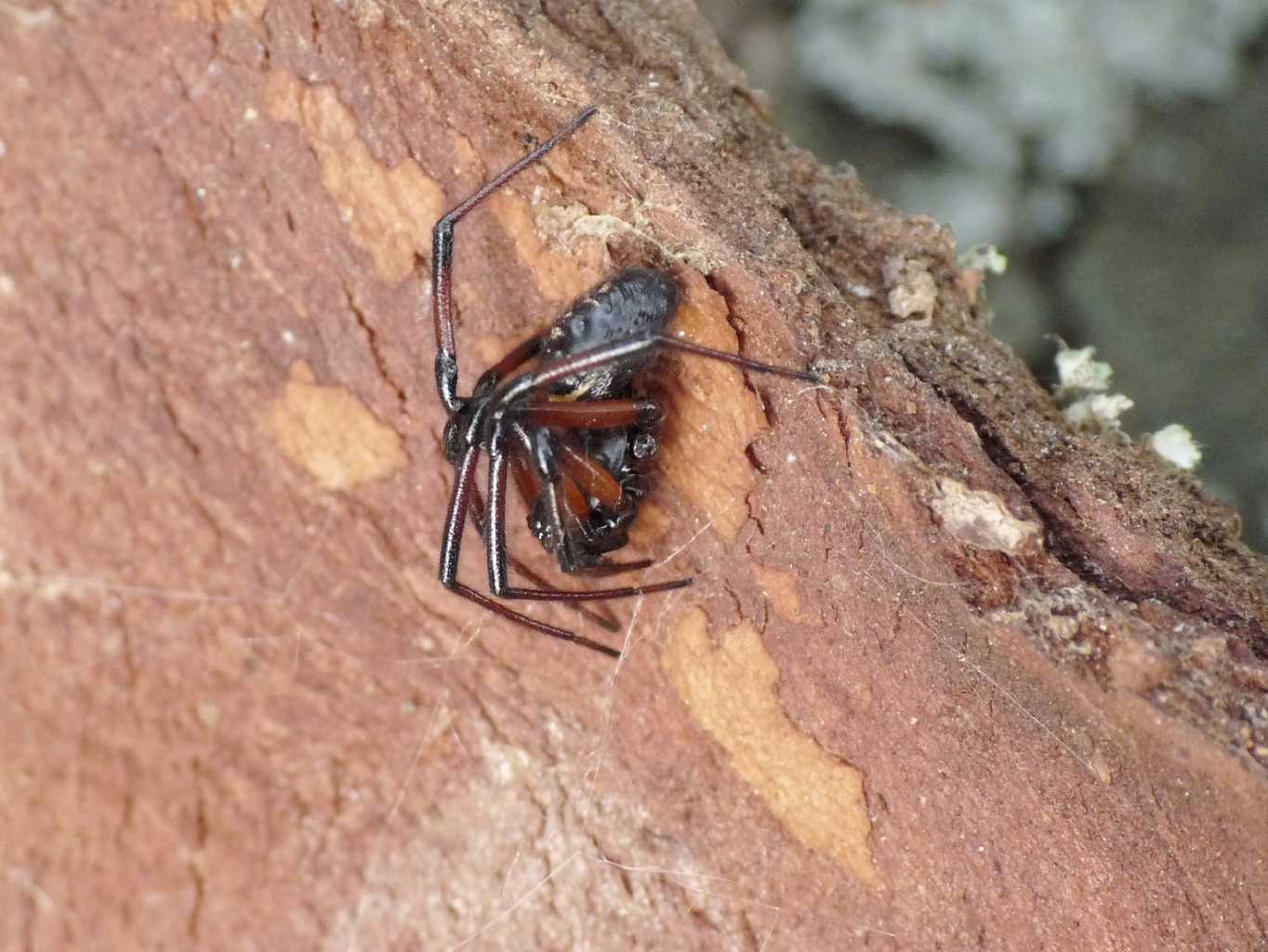 Strana coppia (S. paykulliana & S. nobilis) - Tolfa (RM)